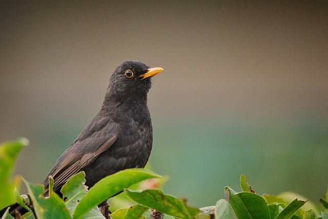 nid d'oiseau haies